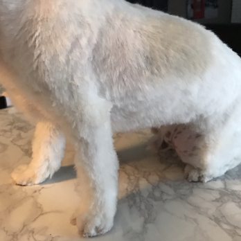PawSpa Mobile Grooming - Look at that detail! - Pet Groomers Near Me