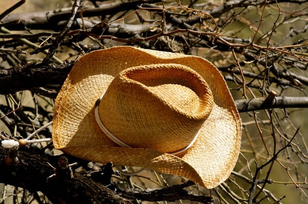 Catalina State Park by null