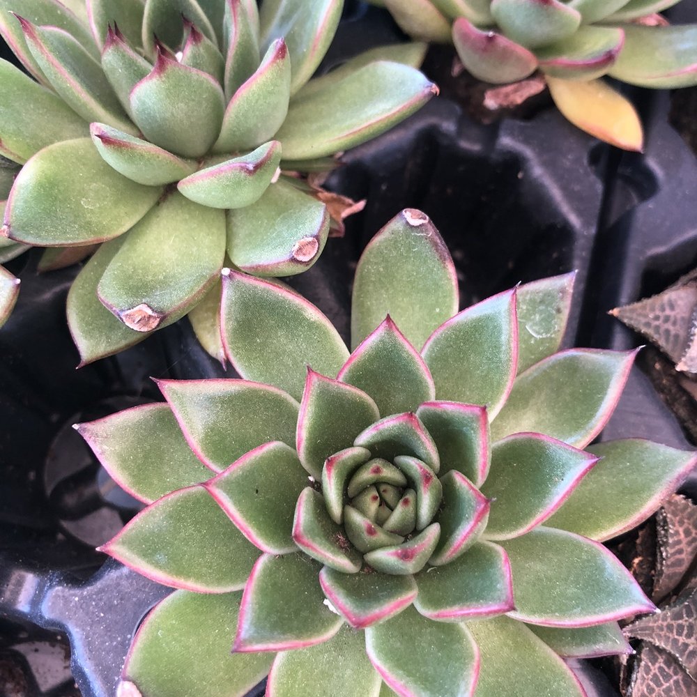 The GardenMart - Nurseries & Gardening Near Me - Hollister, California The GardenMart - Nurseries & Gardening Near Me - Hollister, California