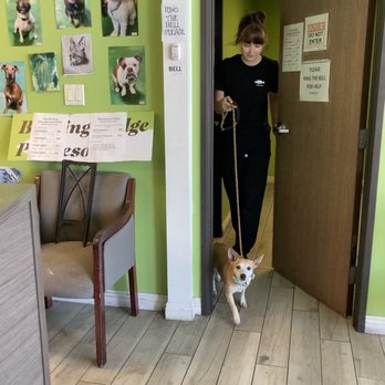Barking Lodge Pet Resorts - Donut is back!!! - Pet Groomers Near Me - Fullerton, California