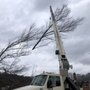 Photo of Adler Tree & Landscaping Service