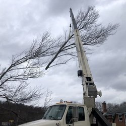Adler Tree & Landscaping Service