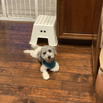 Paw Care Miami - Pet Boarding Near Me Paw Care Miami - Pet Boarding Near Me