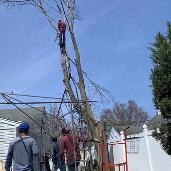Express Tree Services - A person is working on trimming a tall, leafless tree using a chainsaw, with three others standing nearby in a backyard. - Tree Services Near Me - Freeport, New York