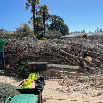 Willy's Tree Service - Tree Services Near Me