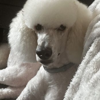 Fur Babes Spa - Pet Groomers Near Me - Long Beach, California Fur Babes Spa - Pet Groomers Near Me - Long Beach, California