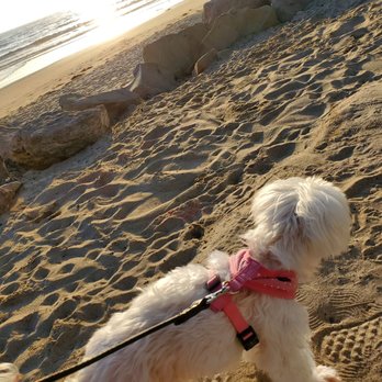 Rincon Parkway Campground - Penny is not a camper dog - Campgrounds Near Me - Ventura, California Rincon Parkway Campground - Penny is not a camper dog - Campgrounds Near Me - Ventura, California
