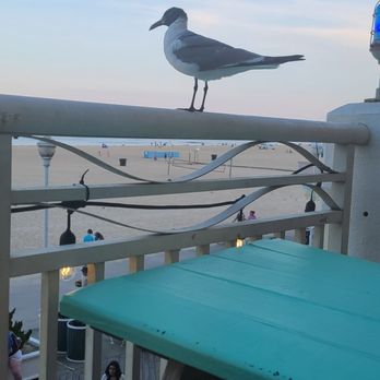 Bull on the Beach - Seafood Near Me - Ocean City, Maryland Bull on the Beach - Seafood Near Me - Ocean City, Maryland