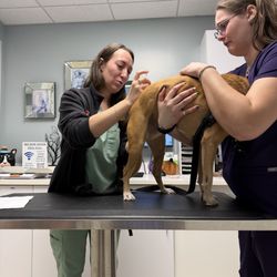 Calusa Veterinary Center - Dr Dermott and her medical assistant.