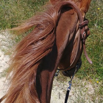 C & M Stables - Horseback Riding Near Me - Florence, Oregon