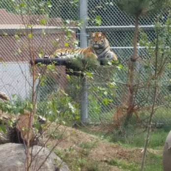 Denver Zoo - Zoos Near Me - Denver, Colorado Denver Zoo - Zoos Near Me - Denver, Colorado