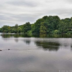 Mühlenteich - Langgezogener Teich (08/2017)