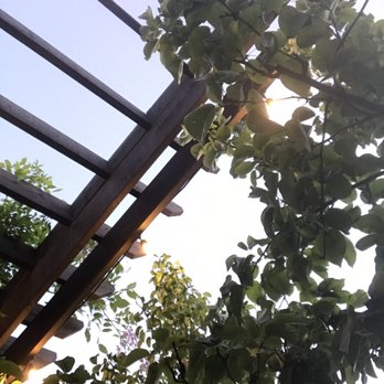 Luna - Upwards view from patio of the trellis - New American Near Me - Spokane, Washington