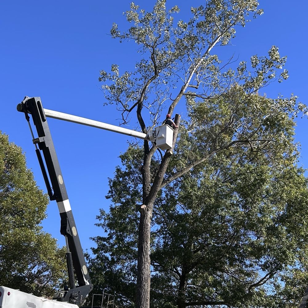 The Tree Guys - Tree Services Near Me - Armada, Michigan