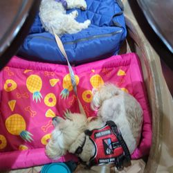Jasmine Salon & Spa - Sleeping service dogs were no problem for the staff -- Thank you!