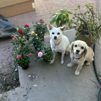 Companion Pet Clinic - Phoenix - My dogs that love this vet - Veterinarians Near Me - Phoenix, Arizona
