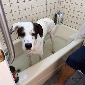 Smarty Paws Grooming - He is not a bath lover, but has learned to stay even when he is uncomfortable. - Pet Groomers Near Me - Suisun City, California