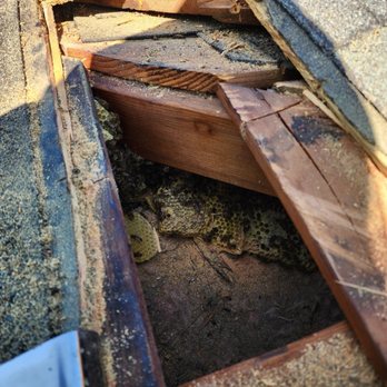 The Bees Knees - The beehive which is estimated to be 2 months old. - Pest Control Near Me - Kagel Canyon, California The Bees Knees - The beehive which is estimated to be 2 months old. - Pest Control Near Me - Kagel Canyon, California