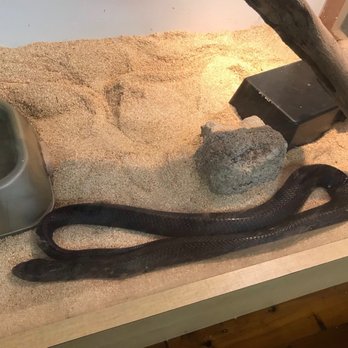 Fern Forest Nature Center - Live Snake - Parks Near Me - Coconut Creek, Florida