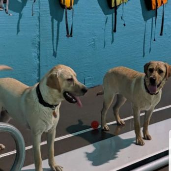 Bark-A-Bout Pet Activity Center & Resort - Bruno and Tessa waiting to jump in! - Pet Training Near Me - Shelby Township, Michigan Bark-A-Bout Pet Activity Center & Resort - Bruno and Tessa waiting to jump in! - Pet Training Near Me - Shelby Township, Michigan