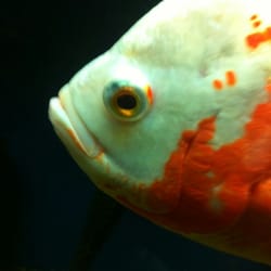Albino Oscar