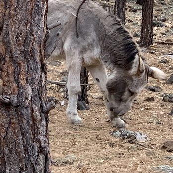 Bearizona - Donkey - Zoos Near Me - Williams, Arizona Bearizona - Donkey - Zoos Near Me - Williams, Arizona