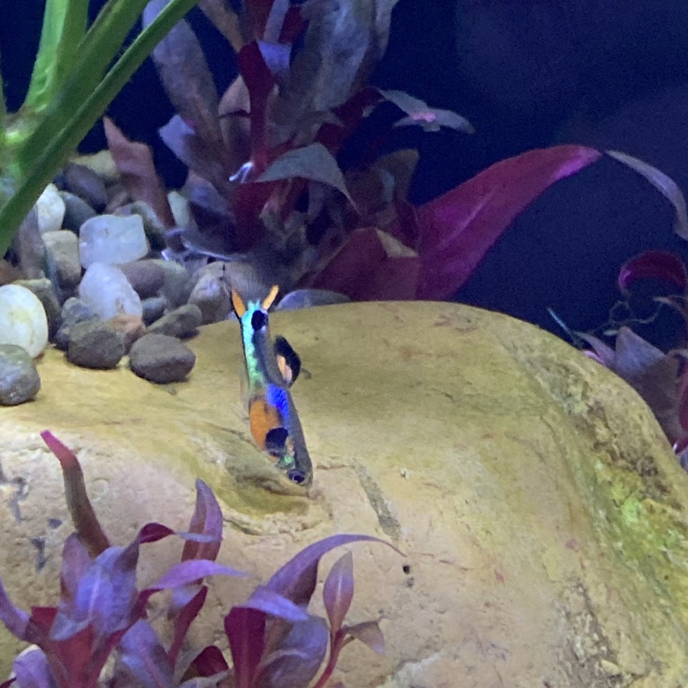 Tiny Aquatics - Endlers flame tail male. - Local Fish Stores Near Me - Round Rock, Texas Tiny Aquatics - Endlers flame tail male. - Local Fish Stores Near Me - Round Rock, Texas