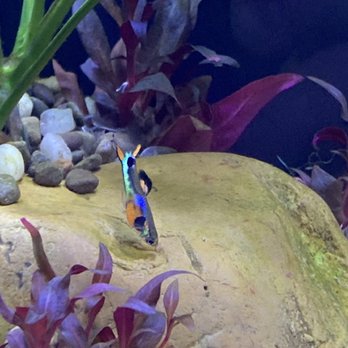 Tiny Aquatics - Endlers flame tail male. - Local Fish Stores Near Me - Round Rock, Texas Tiny Aquatics - Endlers flame tail male. - Local Fish Stores Near Me - Round Rock, Texas