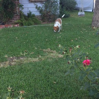 Green Leaf Landscaping  - Tree Services Near Me