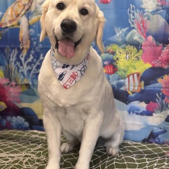 Trudie Harper - Doggy Spa Day with Trudie - Pet Groomers Near Me Trudie Harper - Doggy Spa Day with Trudie - Pet Groomers Near Me