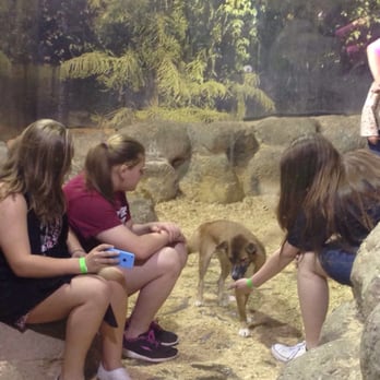 Branson Wild World - Dingo experience - Aquariums Near Me - Branson, Missouri Branson Wild World - Dingo experience - Aquariums Near Me - Branson, Missouri