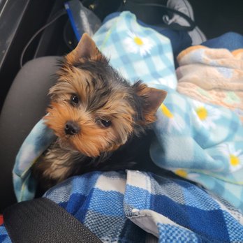 W B Yorkies & Biewers - Pet Breeders Near Me - Elk River, Minnesota W B Yorkies & Biewers - Pet Breeders Near Me - Elk River, Minnesota