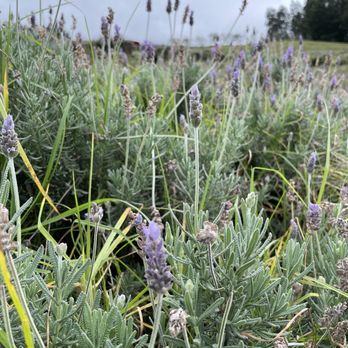 Ali'i Kula Lavender - lavender bush - Tours Near Me - Kula, Hawaii Ali'i Kula Lavender - lavender bush - Tours Near Me - Kula, Hawaii