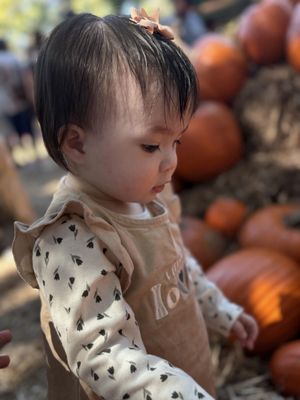 The Dallas Arboretum and Botanical Garden by null