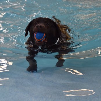 Pet Paradise Tallahassee - Pet Training Near Me - Tallahassee, Florida Pet Paradise Tallahassee - Pet Training Near Me - Tallahassee, Florida