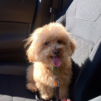 Carroll Gardens Pet Grooming - Harry on his way to the groomers - Pet Groomers Near Me - Brooklyn, New York Carroll Gardens Pet Grooming - Harry on his way to the groomers - Pet Groomers Near Me - Brooklyn, New York