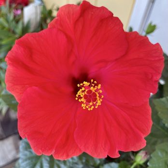 City Line Florist - Florists Near Me - Trumbull, Connecticut City Line Florist - Florists Near Me - Trumbull, Connecticut