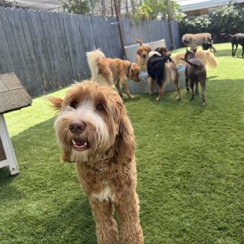 Dog Sitting by Ally - Pet Boarding Near Me