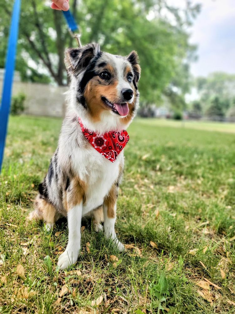 THE DOGROOM Updated August 2024 Sioux Falls, South Dakota Pet