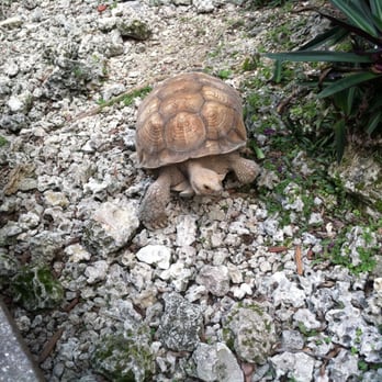 Monkey Jungle - There are more than just monkeys at monkey jungle! - Zoos Near Me - Miami, Florida Monkey Jungle - There are more than just monkeys at monkey jungle! - Zoos Near Me - Miami, Florida