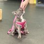 Elated Canine