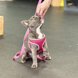 Elated Canine