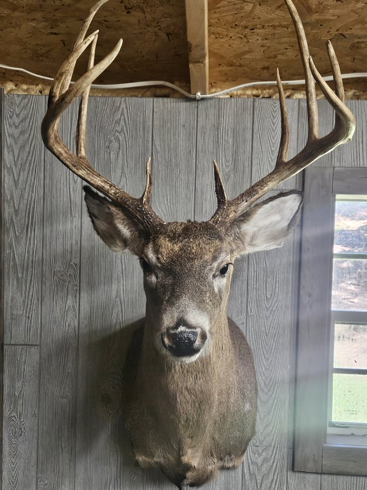 Bucks N Blades Taxidermy - taxidermy in Cumberland, VA