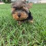 Photo of Ohilda's Dog Sitting