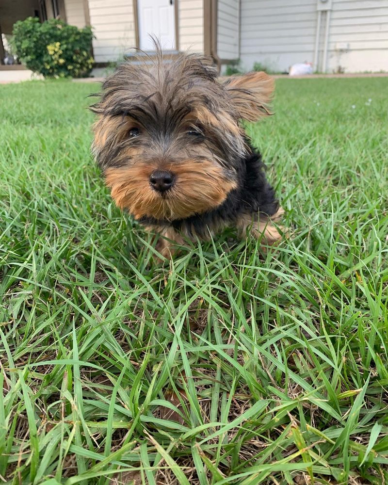 Ohilda's Dog Sitting Image