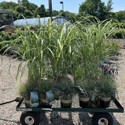 Ging's Nursery - My selection