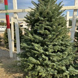 Just a few beautiful large trees left at this lot. No more shipments due. Just a few beautiful large trees left at this lot. No more shipments due.