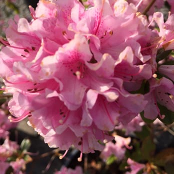 FLOWER WORLD - Updated June 2024 - 274 Photos & 194 Reviews - 9322