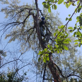 Green Mountain Tree Service - Rigging all the limbs to ensure a safe, damage-free, removal! - Tree Services Near Me Green Mountain Tree Service - Rigging all the limbs to ensure a safe, damage-free, removal! - Tree Services Near Me