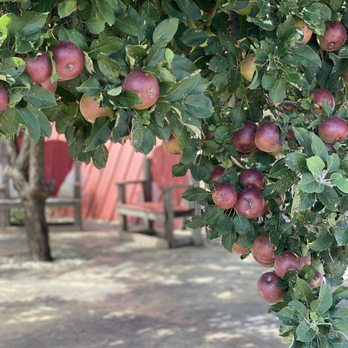 The Orchard - an apple tree full of apples - Specialty Food Near Me - Idalou, Texas